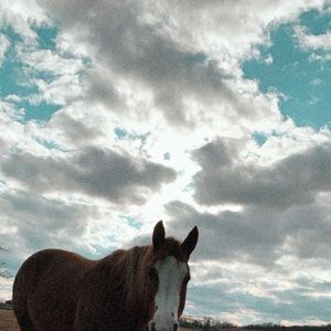 Meet your Posher, Jaxson